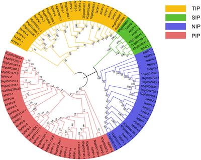 Genome-wide analysis and expression of the aquaporin gene family in Avena sativa L.